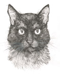Original Art | Black Cat | 6x8 Original Pencil Drawing