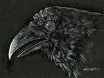 Original Art | Raven | 6x8 Original Pencil Drawing
