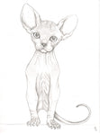 Original Art | Hairless Cat | 6x8 Original Pencil Drawing by Q Wood