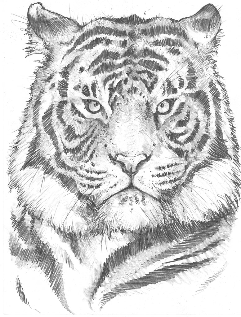 Tiger Pencil Drawing Canvas Print